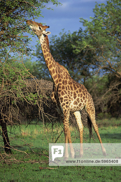 Giraffe Beweidung  Südafrika  Afrika
