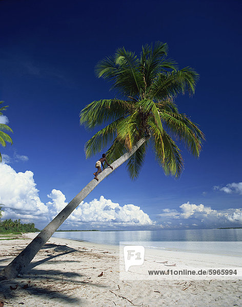 Palm Tree und tropischer Strand  blauer Himmel und entfernte weiße Wolken über der Küste von Tansania  Ostafrika  Afrika