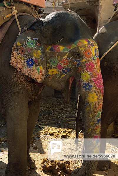 Close-up of a painted elephant  used for transporting tourists  Amber Palace  Jaipur  Rajasthan  India  Asia