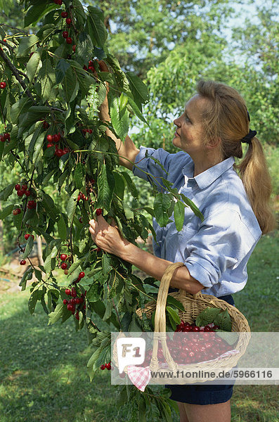 Portrait of a woman picking cherries from a tree in June in France  Europe