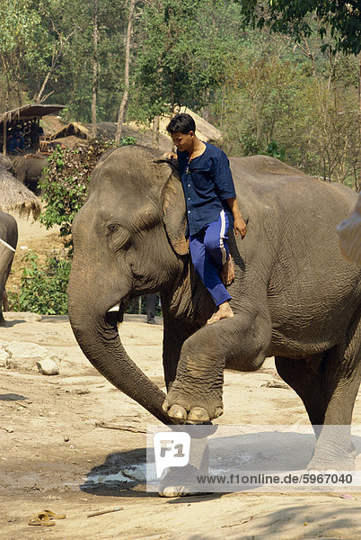Mahout climbing onto elephant  Elephant Camp near Chiang Mai  Thailand  Southeast Asia  Asia