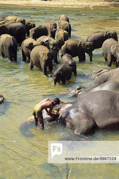 Elefanten werden gewaschen  in der Nähe von der Elephant Orphanage  Pinnawela  Sri Lanka  Asien