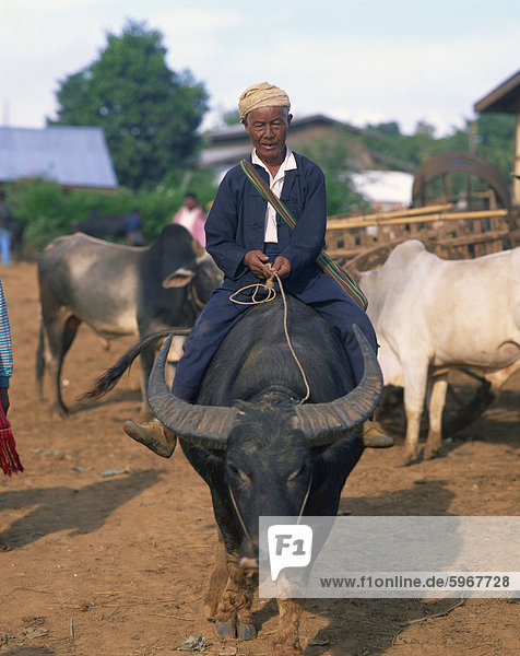 Man riding a buffalo home from market  Shan State  Myanmar (Burma)  Asia