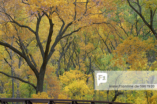 Cottonwood-Bäume im Herbst im Zion-Nationalpark in Utah  Vereinigte Staaten von Amerika  Nordamerika