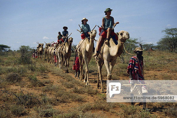Tourists on camels  led by Samburu tribesman  Samburuland  Kenya  East Africa  Africa