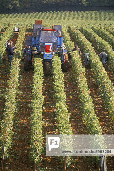 Ernte der Trauben in einem Weinberg in der Nähe von Macon Burgund (Bourgogne) Frankreich Europa