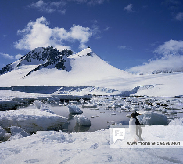 Einzelne Eselspinguin auf Eis in einer verschneiten Landschaft mit einem Berg im Hintergrund und auf der Antarktischen Halbinsel  Antarktis  Polarregionen