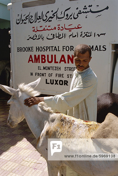 Die Brooke Klinik  wo alle Behandlung für Tiere frei ist  Luxor  Ägypten  Nordafrika  Afrika