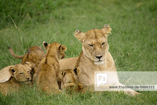 Löwin und Jungtiere  Masai Mara National Reserve  Kenia  Ostafrika  Afrika