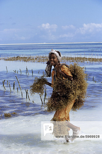 Junge Frau  die die Algen aus dem Meer auf ihrem Rücken  Sansibar  Tansania  Ostafrika  Afrika