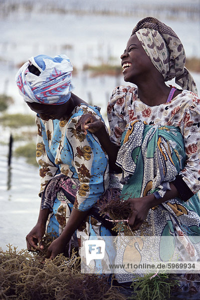 Zwei lächelnd Sansibar in Seegras Anbau  Sansibar  Tansania  Ostafrika  Afrika