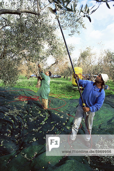 Vibrierende Oliven von den Bäumen in den Waldungen des Marina Colonna  San Martino  Molise  Italien  Europa