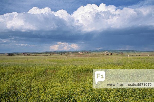 Landschaft von wilden Blumen und Felder  Wyoming  Vereinigte Staaten von Amerika  Nordamerika