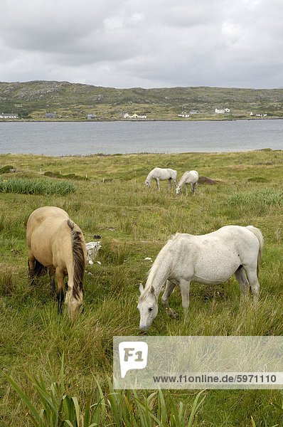 Connemara Ponys  County Galway  Connacht  Republik Irland  Europa