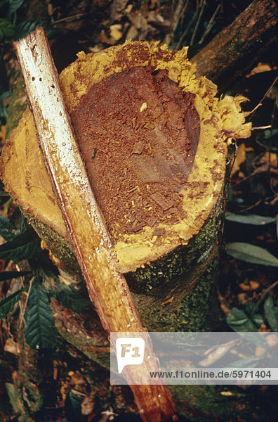 Nahaufnahme des Schamanen Schnupftabak aus dem Yopo-Baum  die  der Rinde von denen durch die Yanomami-Indianer in Brasilien  Südamerika zu halluzinogenen Pulver gemacht wird