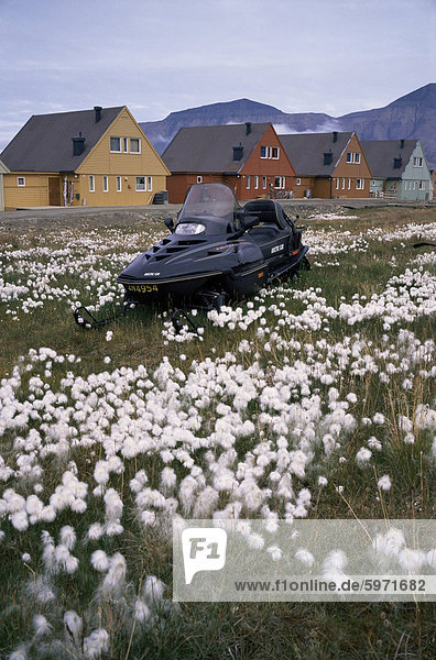 Arctic cotton grass and snowmobile  Longyearbyen  Spitsbergen (Svalbard)  Norway  Scandinavia  Europe