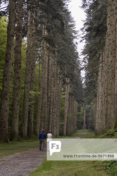 Woodstock Gärten und Arboretum  Inistioge  County Kilkenny  Leinster  Irland (Eire)  Europa