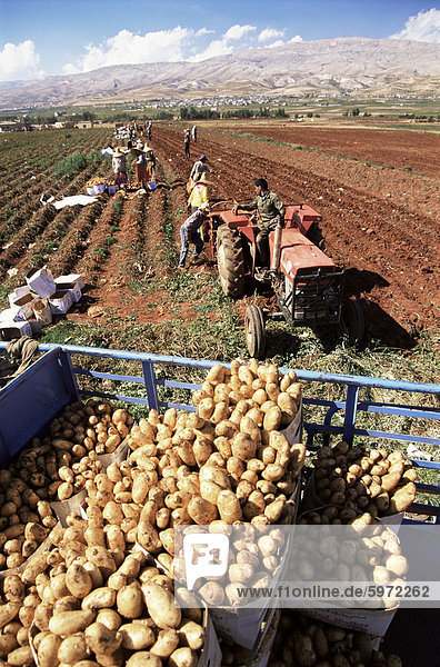 Kartoffel Ernte  Bekaa Valley  Libanon  Naher Osten