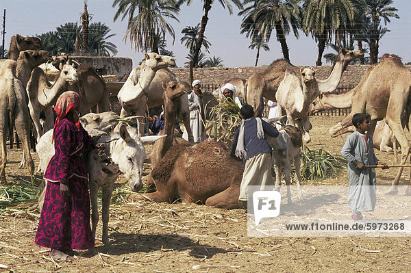 Camel market  Darwa  Egypt  North Africa  Africa
