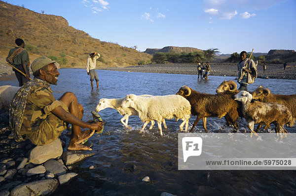 Shepherds and flock crossing river  Terari Wenz  Wollo region  Ethiopia  Africa