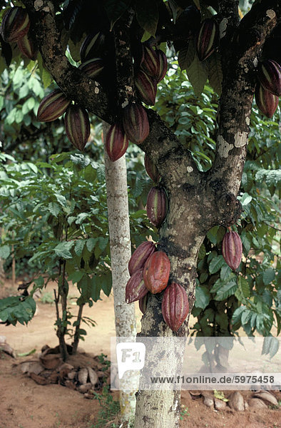 Kakao Pads auf Baum  Sri Lanka  Asien