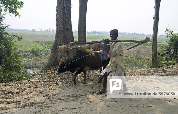 Old farmer walking with cow  carrying hand carved wooden plough on his shoulder  Majuli Island  largest riverine island in the world  in the Brahmaputra River  Assam  India  Asia
