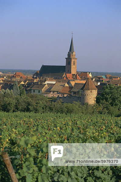 Bergheim und Weinbergen  Alsace  Frankreich  Europa