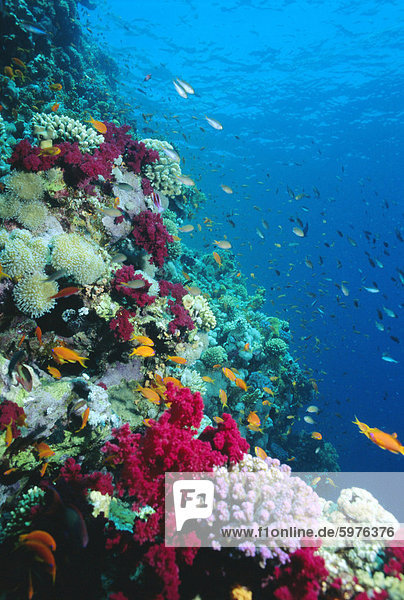 Riesige Artenvielfalt in lebenden Korallenriff  Rotes Meer  Ägypten