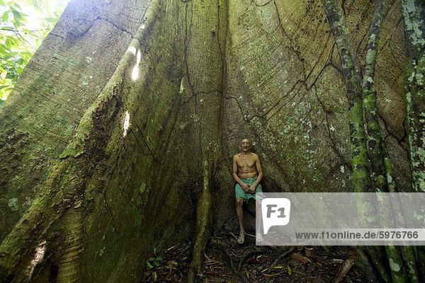 Ein altes Arawak-Indianer in einem Gummi-Baum in den Everglades von Belem  Brasilien  Südamerika