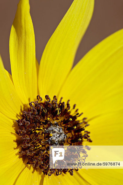 Prärie Sonnenblume (Helianthus Petiolaris)  The Needles District  Canyonlands National Park  Utah  Vereinigte Staaten von Amerika  Nordamerika