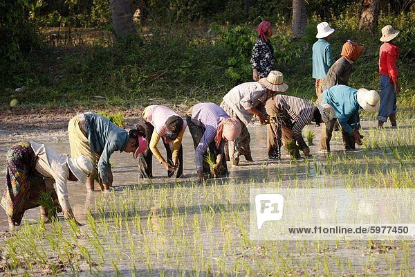 Farmers planting rice  Siem Reap  Cambodia  Indochina  Southeast Asia  Asia
