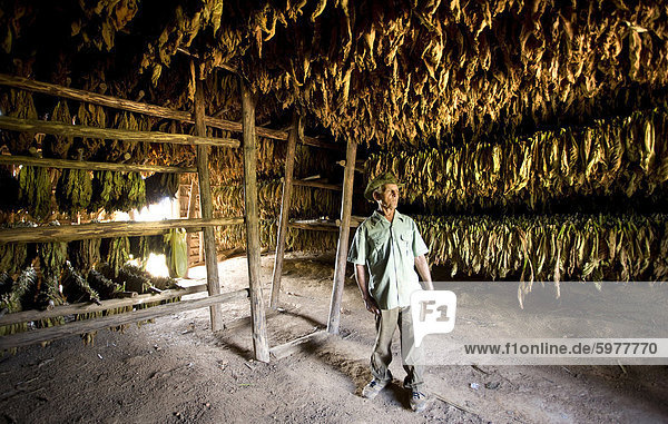 Tobacco farmer standing in his tobacco drying hut against rows of drying tobacco leaves hung on wooden racks  Vinales Valley  Pinar Del Rio  Cuba  West Indies  Caribbean  Central America