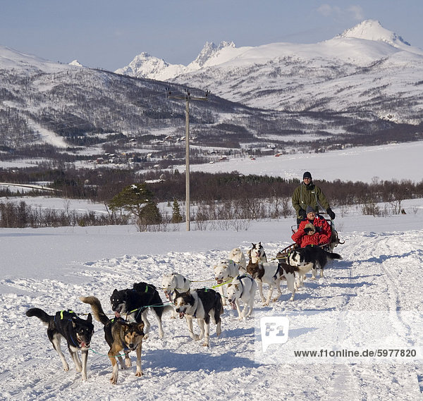 Hund Rodeln mit Huskys  Tromso Wildnis centre  Norwegen  Skandinavien  Europa