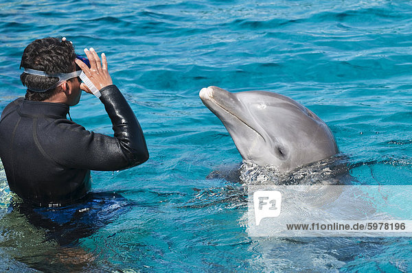 Delphin Discovery Chankanaab Park  Isla de Cozumel (Insel Cozumel)  Cozumel  aus Yucatan  Quintana Roo  Mexiko  Nordamerika