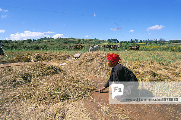 Pa-O woman working in fields  road to Pindaya  Shan State  Myanmar (Burma)  Asia