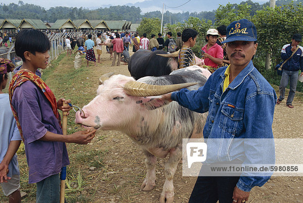 Water buffalo market  Rantepao  Toraja area  Sulawesi  Indonesia  Southeast Asia  Asia