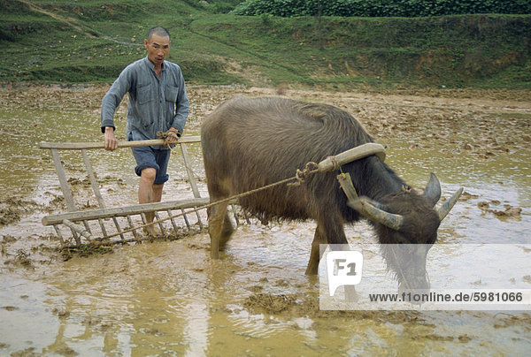 Farmer with bullock plough in flooded field at Guilin  China  Asia