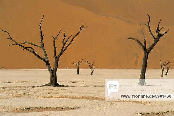 Dead Vlei  Sossusvlei dune field  Namib-Naukluft Park  Namib Desert  Namibia  Africa
