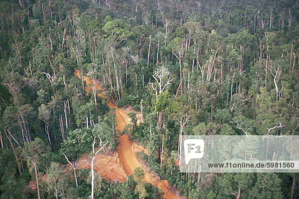 Holzfällerstrasse durch Regenwald  Brasilien  Südamerika