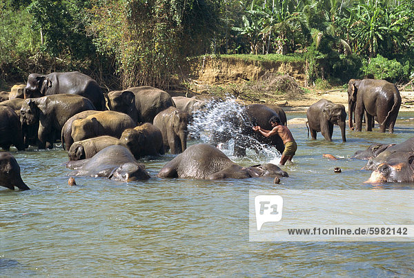 Elefanten werden gewaschen  in der Nähe von der Elephant Orphanage  Pinnawela  Sri Lanka  Asien