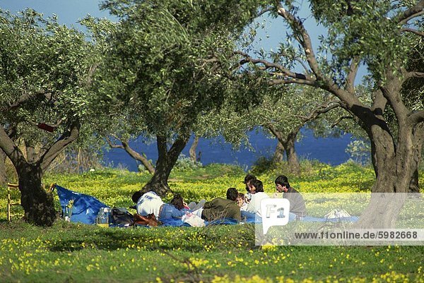 Frühling-Picknick in einem Olivenhain in der Nähe von Milazzo an der Nord-Ostküste  Sizilien  Italien  Europa
