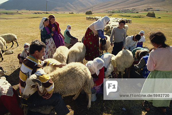 Melken Schafe  Anatolien  Türkei  Kleinasien  Kurdistan  Eurasien