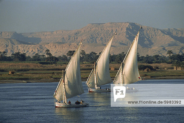 Drei Feluccas Segeln auf dem Fluss Nil  Ägypten  Nordafrika  Afrika
