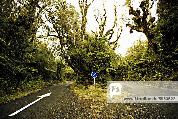 Zufahrtsstraße durch den einheimischen Busch bei Dawson Falls  wo Wald als Goblin Wald bekannt  Egmont-Nationalpark  Taranaki  Nordinsel  Neuseeland  Pazifik