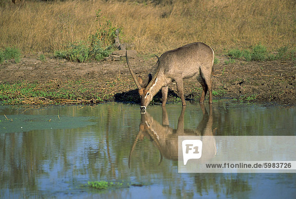 A single waterbuck (Kobus ellipsiprymnus) reflected in water of water hole  drinking  Kruger National Park  South Africa  Africa