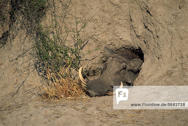 Close-up of the head of a warthog (Phacochoerus africanus)  in a burrow  Okavango Delta  Botswana  Africa