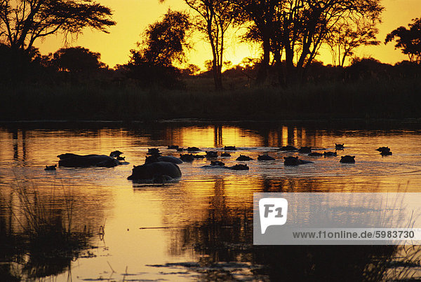 Tranquil scene of a group of hippopotamus (Hippopotamus amphibius) in water at sunset  Okavango Delta  Botswana  Africa
