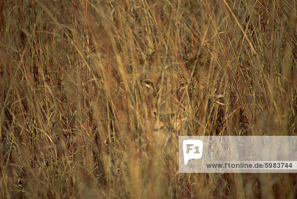 Portrait of a lioness hiding and camouflaged in long grass  looking at the camera  Kruger National Park  South Africa  Africa