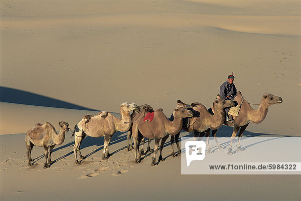 Camel caravan  Dunes de Khongoryn Els  Gobi National Park  Gobi desert  Omnogov  Mongolia  Central Asia  Asia