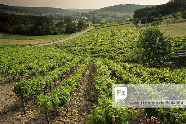 Weinberge in der Nähe von Coiffy le Haut  Haute Marne  Champagne  Frankreich  Europa